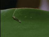 This caterpillar builds a tent with a little roof to eat in safety