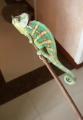 Using a Chameleon to get rid of bathroom flies