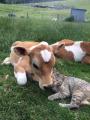 While cats may appear to butter up and befriend dairy cows, the reality is that they're just trying to figure out how to get the milk out.