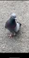 Today I met a one-footed pigeon