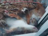Sleeping squirrels in a nest on a window ledge
