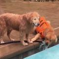 Old dog finds a way to get water from a pup-protected hose.