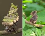 The Bagworm moth caterpillar collects and saws little sticks to construct elaborate log cabins to live in