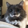 This beautiful cat has a mustache!