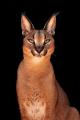 Would you like to pet a Caracal?