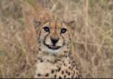 Awesome pic of a smiling cheetah