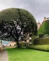 Impressive Holm Oak Known as The Umbrella Tree
