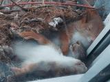 Guy Spots Adorable Little Squirrels Napping Just Outside His Window