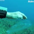 Diver encounters ‘ghostly fish’ that is almost fully transparent