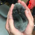 PsBattle: a kitten being held