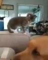 Kitten learning to pet the family dog