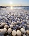Ice Eggs This rare phenomenon occurs when ice is rolled over by wind and water