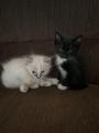 I thought I’d share a picture of my new kittens! The handsome black kitten is Sylvester (my dad named him after Stallone), and the cute dirty white kitten is Sassy (those are her natural colors, she’s not actually dirty)