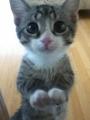 This cute tiny cat