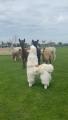 A bunch of alpacas checking out the imposter among them.