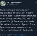 Mushrooms are pure magic