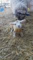 This new born baby lamb might just be the cutest thing I've ever seen...