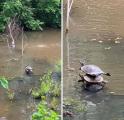 Acrobat turtles