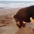 Big Sand Moo Puppy