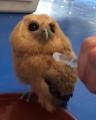 Owl loving that pure H2O