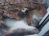 Three squirrels sleeping in a window plant box