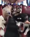 Bus dogs