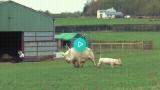 Rescued pig goes outside for the first time