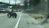 This momma bear trying her best to herd her cubs across a road