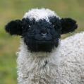 Just a Valais Blacknose Sheep smiling back at you