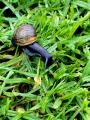 A Melanistic Garden Snail. Never Seen 1 Before!
