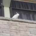 Cockatoo ripping off anti-bird spikes