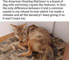 American Howling Retriever