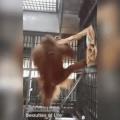 Orangutan makes a hammock