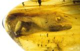 A 54 million year old gecko, perfectly preserved in Amber