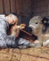 The cows love their caretaker at Lebenshof Odenwald animal sanctuary