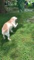 Puppy with special needs plays in his favorite puddle