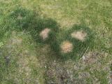 The lawn is burned where my dog ​​peed. But the area around the spot the lawn grows better because of the nutrients.
