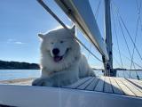 [OC] Our good fluffy boy chilling on the sailboat roof