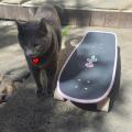 [OC] My kitty and my skateboard!