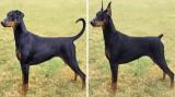 Uncropped dobermans are just wiener dogs as regular dogs