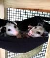 My rescue babies hanging out in their hammock before being released into the wild. [OC]