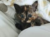 People keep telling me that tortie cats have an attitude, but I'm just not seeing it in this tortie kitten.
