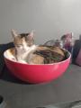 Cat in a bowl. That's all(OC)