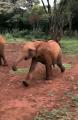 Baby elephant is fed