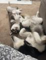 (Oc) broken or normal husky pups?