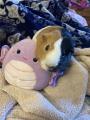 (OC) Mini Photoshoot with my Guinea Pig