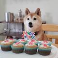 [OC] Happy 13th birthday, Suki!