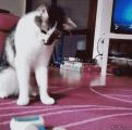 cat bends the laws of physics