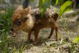 This is a baby Pudu' deer born at the Bronx Zoo. A little bit taller than a blade of grass, he'll grow up to be slightly taller than a basketball.