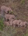 An Elephant Family sleeping photographed by a drone